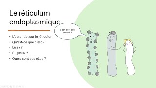 11 Le réticulum endoplasmique [upl. by Oidivo]