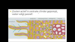 7 houtvaten bastvaten opname transport en afgifte van water en zouten [upl. by Acirretal]