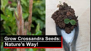 Grow Crossandra Seeds the Natural Way With a Little Helping Hand  English [upl. by Qulllon]