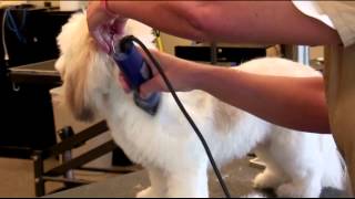 How to Groom a Lhasa Apso with a Clipper [upl. by Llebiram]