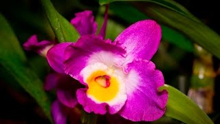 Wie pflege ich Dendrobium nobile Hybriden  Bambusorchidee  Alles über Orchideen 12 [upl. by Adnyc803]