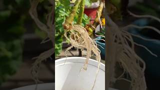 How to grow Geranium plant in waterGerenium flower plant propagation shorts gardening [upl. by Schear]