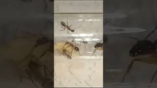 Camponotus substitutus camponotus ants resumeninsectos mirmecologia viral shorts viralshorts [upl. by Sebastien]