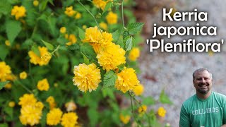 Kerria Japonica Plenaflora  Japanese Rose [upl. by Willetta943]