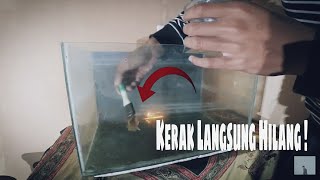 cara menghilangkan kerak kaca aquarium dengan 2000 rupiah [upl. by Eirojam]