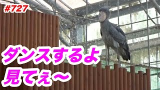 ちょっとだけダンスするよ💖dancing★掛川花鳥園★ハシビロコウふたば★No727★shoebill Futaba [upl. by Darken]