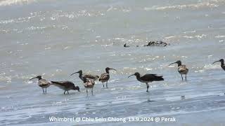 Whimbrel  Chiu S C DSCN1496 [upl. by Ursa832]