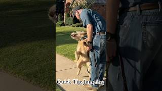 Training Tip Teach your dog to stop jumping using only a leash Subscribe for more helpful tips [upl. by Margot]