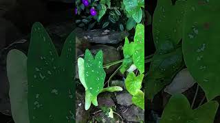 Caladium Florida Clown Tricolor Plant shorts [upl. by Aiekam]