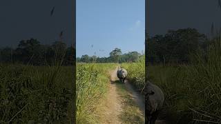 Rhino charge  rhino attack in safari  safari  barahi jungle chitwan [upl. by Weikert]