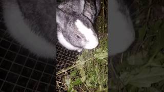 Cute Rabbit Eating Tridax Leave rabbit rabbitry cuteanimal bunny rabbitfarming [upl. by Jilli373]