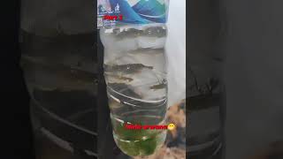 Part 3 dapat ikan arwana kw quotaplocheilus panchaxquot ikanhias ikan [upl. by Agemo373]