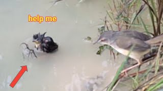 This is how baby birds are cared for that fall into the water [upl. by Llemhar]