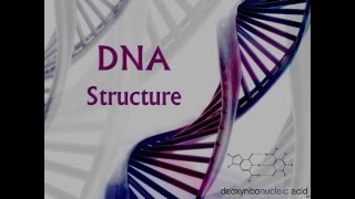 DNA Structure [upl. by Daza]