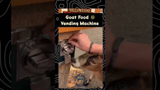 Goat food vending machine goat vendingmachine goatfarming bakripalan farming jugaad shorts [upl. by Troxell842]