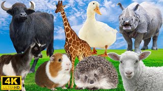 4K Wild Animal Sounds Buffalo Goat Duck Rhinoceros Hamster  Unique Animal Calls [upl. by Akyeluz]