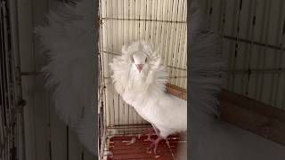 Fancy kabotar pakr liya😱 viralvideo birds pigeon foryou lovebirds mostviral fyp [upl. by Animsay]