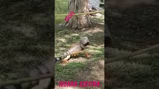 IGUANA ADIVINA humor memeoderisa comedia mepartoderisa funny memelas morirderisa [upl. by Lihkin225]