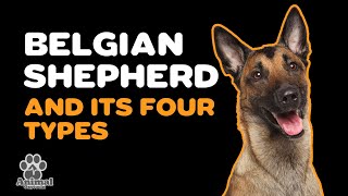 KNOW THE FOUR TYPES OF BELGIAN SHEPHERD [upl. by Omrellig]