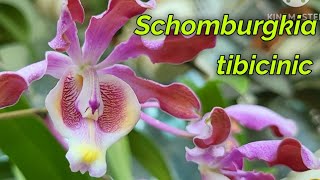 Schomburgkia tibicinis очередное домашнее цветение [upl. by Eniagrom]