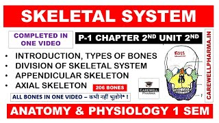 Skeletal System Complete  Division of Skeletal System  Bones  Axial  Appendicular  Ch2 U2 Hap [upl. by Friederike]