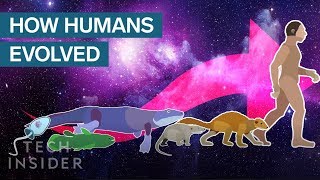 Incredible Animation Shows How Humans Evolved From Early Life [upl. by Ailaza]