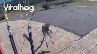 Curious Kangaroo Charges Paraglider  ViralHog [upl. by Hackett]