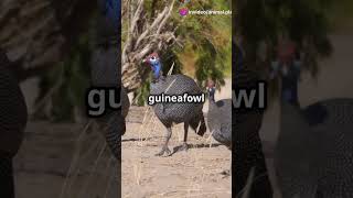 5 Mind Blowing Facts About Helmeted Guineafowls [upl. by Mikahs]