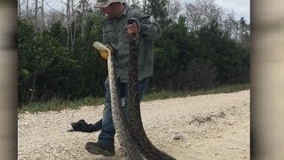 On the hunt to get rid of Floridas invasive pythons [upl. by Livi642]