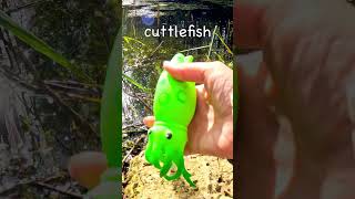 Learn Sea Animal Names at the Pond for Babies Kids Eel Turtle Hermit Crab Cuttlefish Shark [upl. by Adidnac]