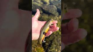 Back Country Brook Trout shorts flyfishing [upl. by Nigem453]