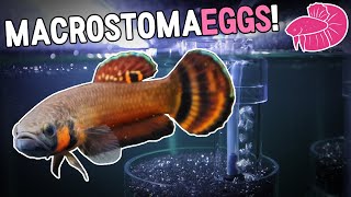 Betta Macrostoma Breeding  Incubating Eggs [upl. by Akehs101]