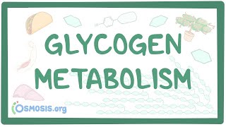 Glycogen metabolism [upl. by Nayd346]