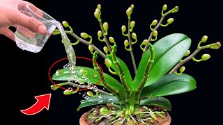 A magical watering tip helps all types of orchids bloom profusely yearround [upl. by Enrak159]