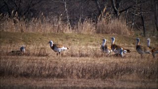 Great bustards Otis tarda in the UpperKiskunság steppe area Hungary  2022 [upl. by Oiromed]