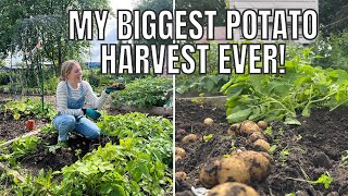 BIGGEST POTATO HARVEST EVER  ALLOTMENT GARDENING FOR BEGINNERS [upl. by Annaiv821]