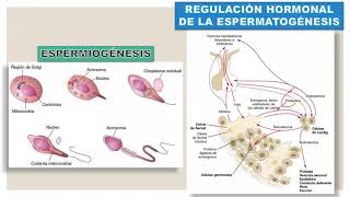 EMBRIOLOGÍA  GAMETOGÉNESIS Y FECUNDACIÓN [upl. by Tenay]