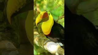 Toucans are cooled by their beaks [upl. by Nickolaus759]