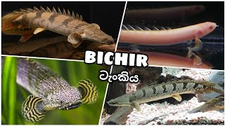 BICHIR Tank Setup   බයිශර් මාළු ටැංකිය [upl. by Ashlan]