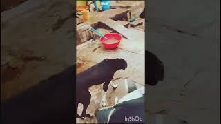 Cute dog barking compilation66viralshorts [upl. by Zitvaa]