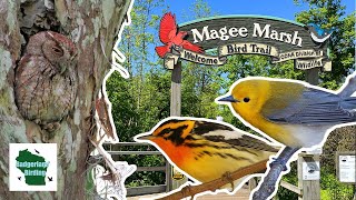 Discover the Magic of Magee Marsh Americas Premier Birding Destination [upl. by Hplar759]