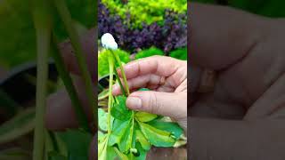 Schefflera plant stem propagation easy root growth [upl. by Georgette]