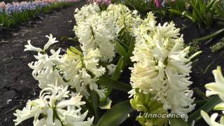 National Hyacinth Collection a visit in 2013 [upl. by Aihsotal368]