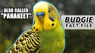 Budgie Facts the PARAKEET facts  Animal Fact Files [upl. by Epp]