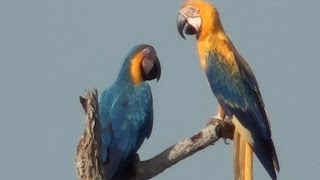 EXCLUSIVENESS BLUEANDYELLOW MACAW RARE BIRD ARAARARAUNA ARARACANINDÉ ARAARAUNA [upl. by Zerlina]