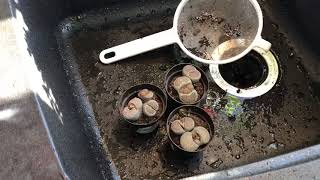 What To Do When You Get A New Lithops Plant Checking Root Health And Removing Soil From Roots [upl. by Oiredised]