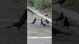 A mrder of crows eating a slice of Pizza pt 2 [upl. by December]