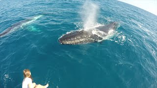 Humpback Whale Watching In Hervey Bay Australia [upl. by Jeanna]