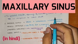 Paranasal Sinuses  2  Maxillary Sinus [upl. by Aicilat542]