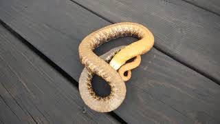 My snake adventures video 1 eastern hognose snake playing dead GoPro HomePro [upl. by Elizabet]